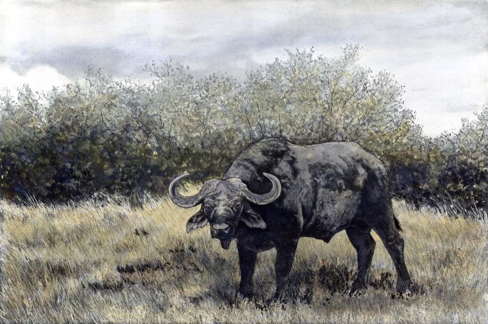 Old Buffalo
