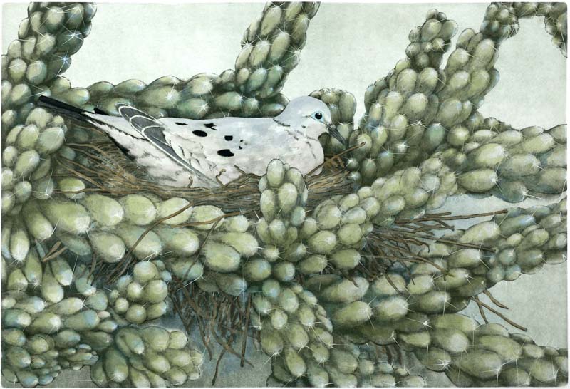 Dove Among Thorns