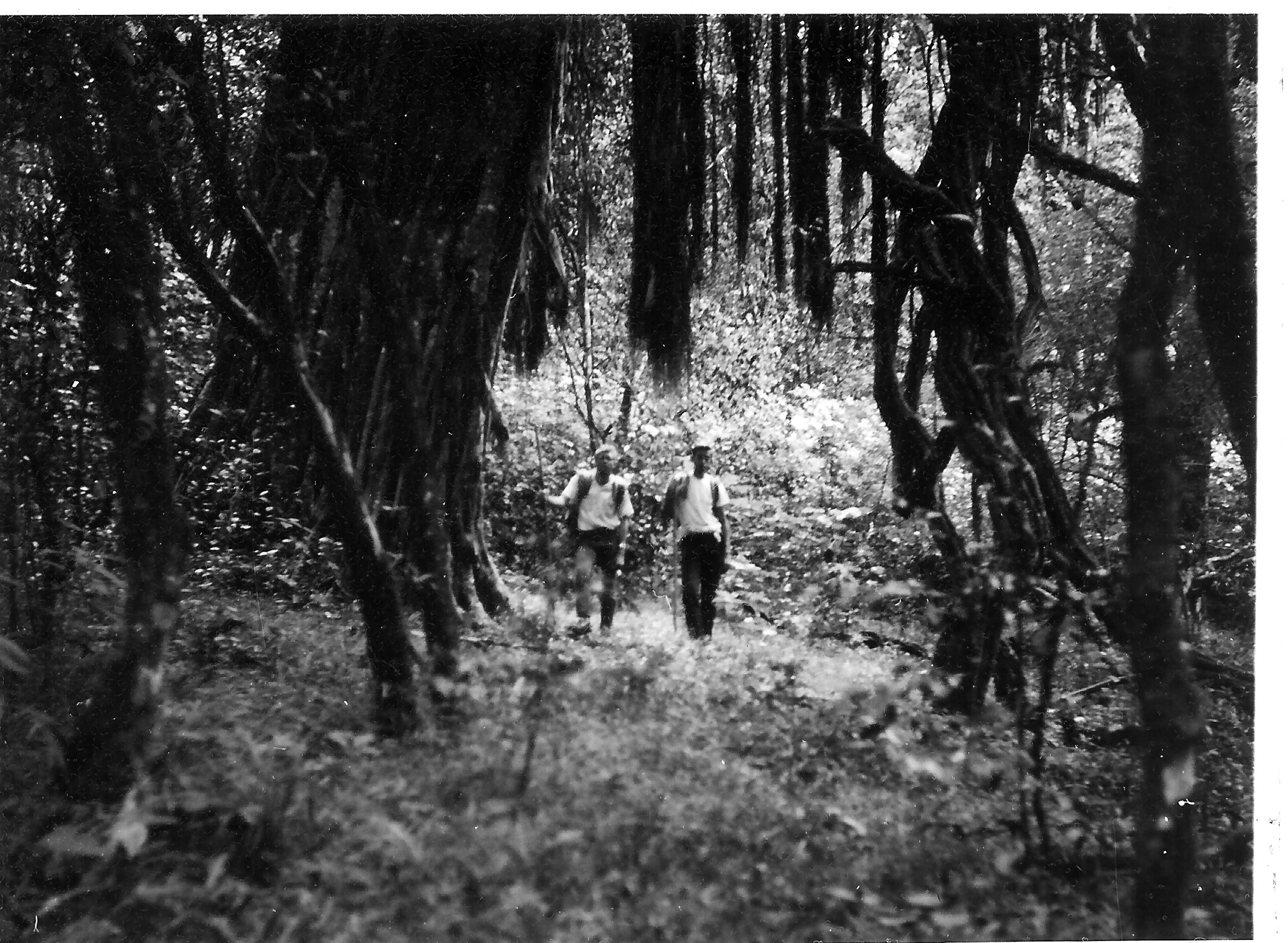 Harold, Me and rubber tree