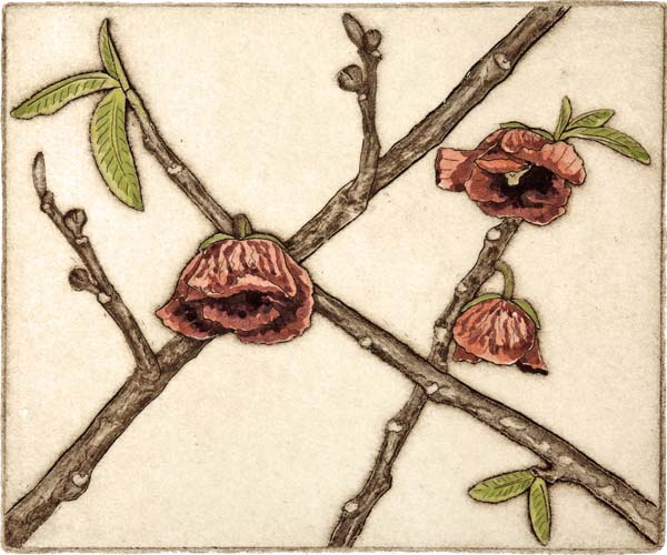 Pawpaw, Giclee