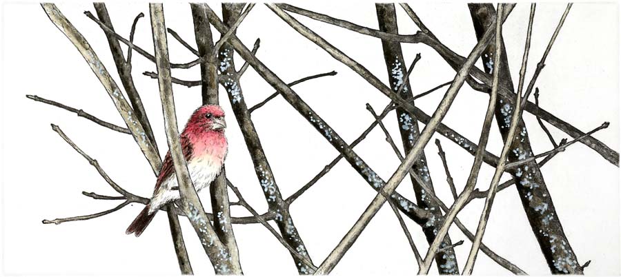 Purple Finch