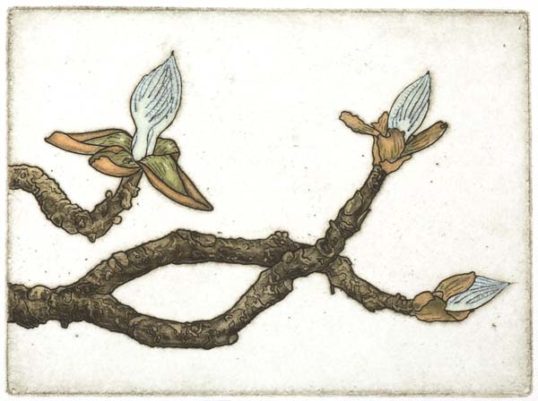 hickory buds