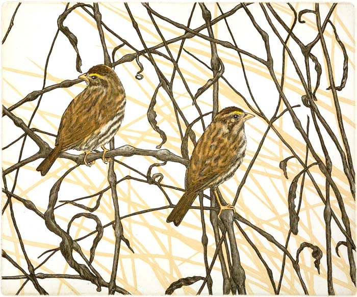 Savannah Sparrows