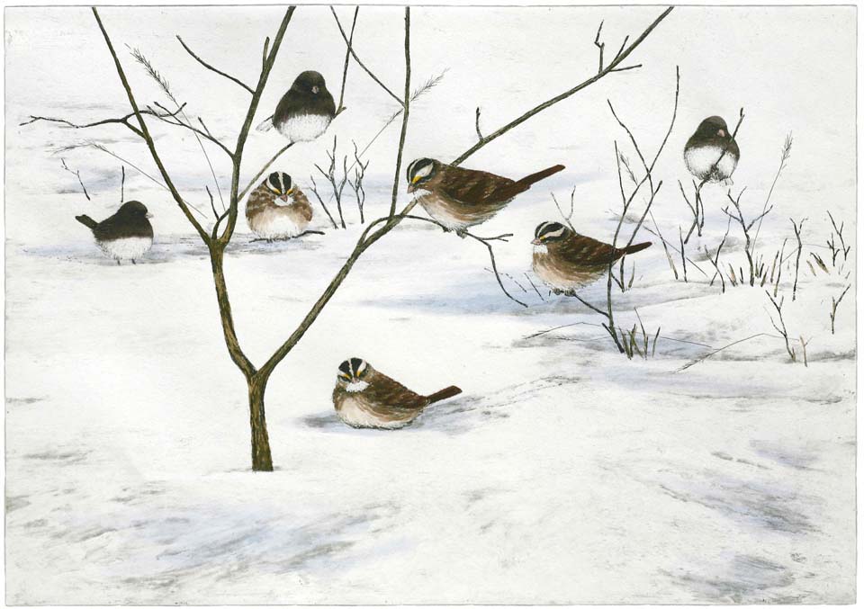 White-throated Sparrows & Juncos