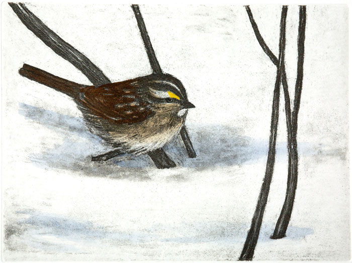 White-throated Sparrow