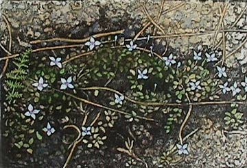 Bluets