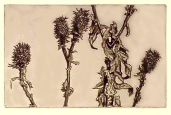 Burdock
