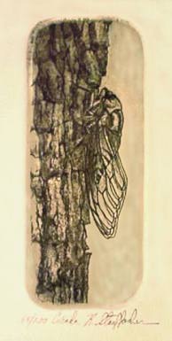 Cicada