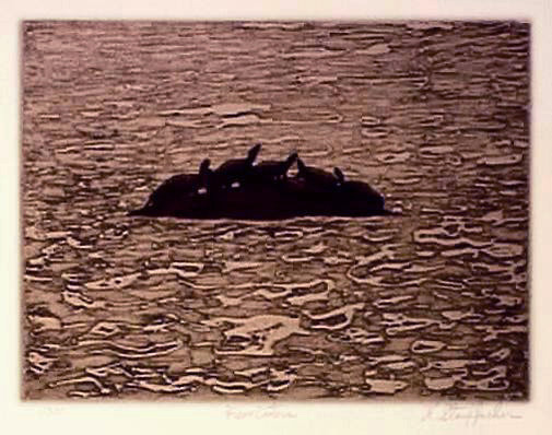 Five Cooters