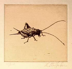 Cricket