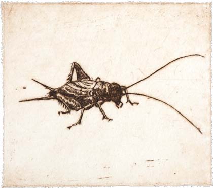 Cricket