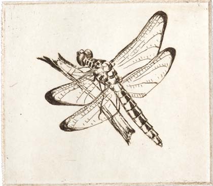 "Dragonfly"