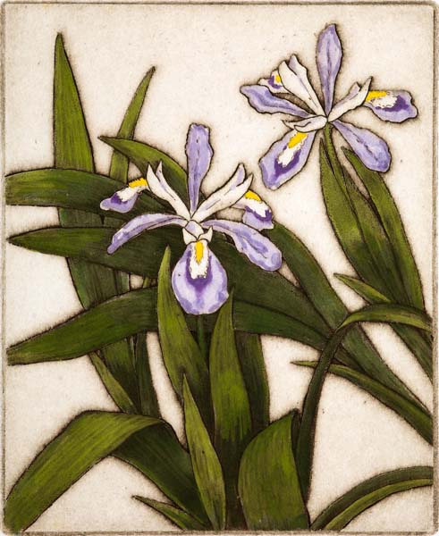 Crested Dwarf Iris, Giclee