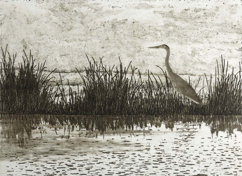 Great Blue Heron