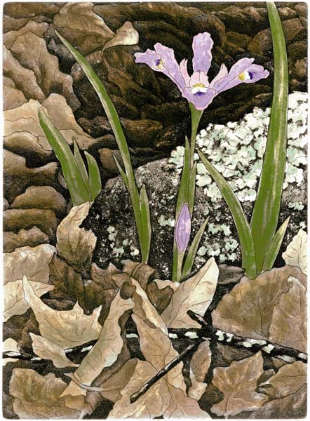 Iris & Bud