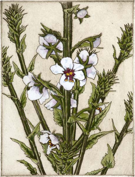 Moth Mullein