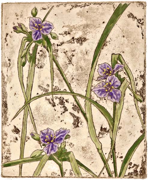 Spiderwort, Giclee