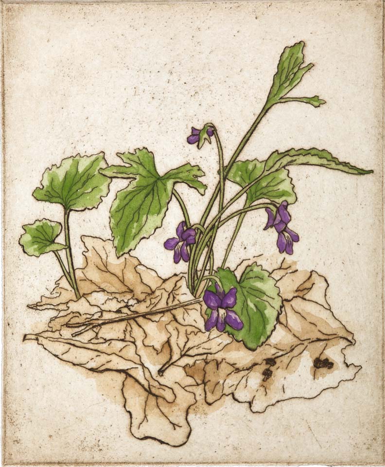 Violets