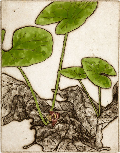Wild Ginger, Giclee