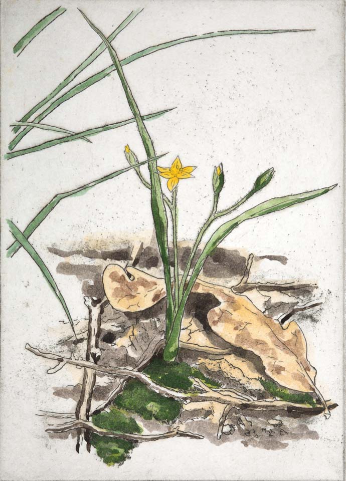 Yellow Star Grass