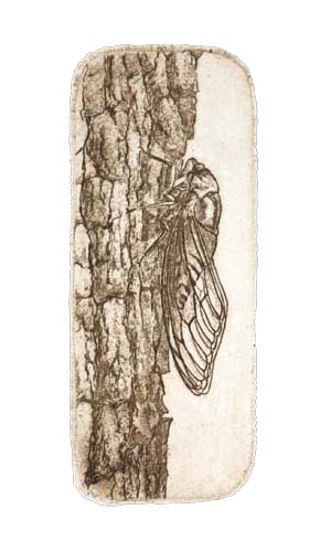 Cicada