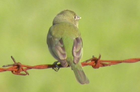 Green Bird In August jpg