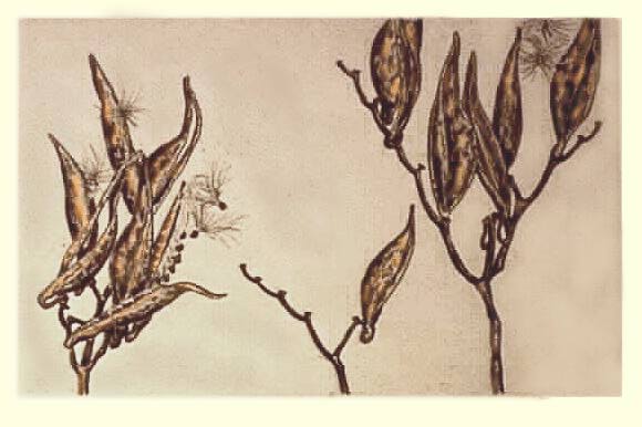 Milkweed