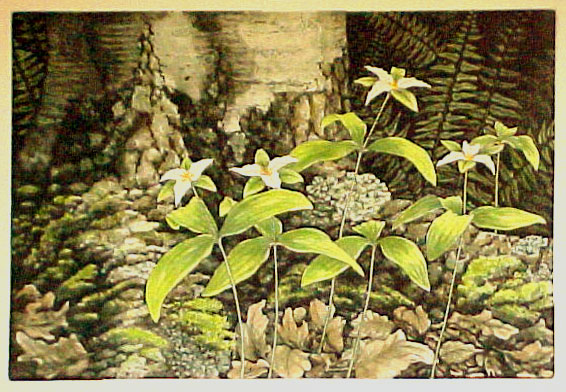 Ozark Trillium